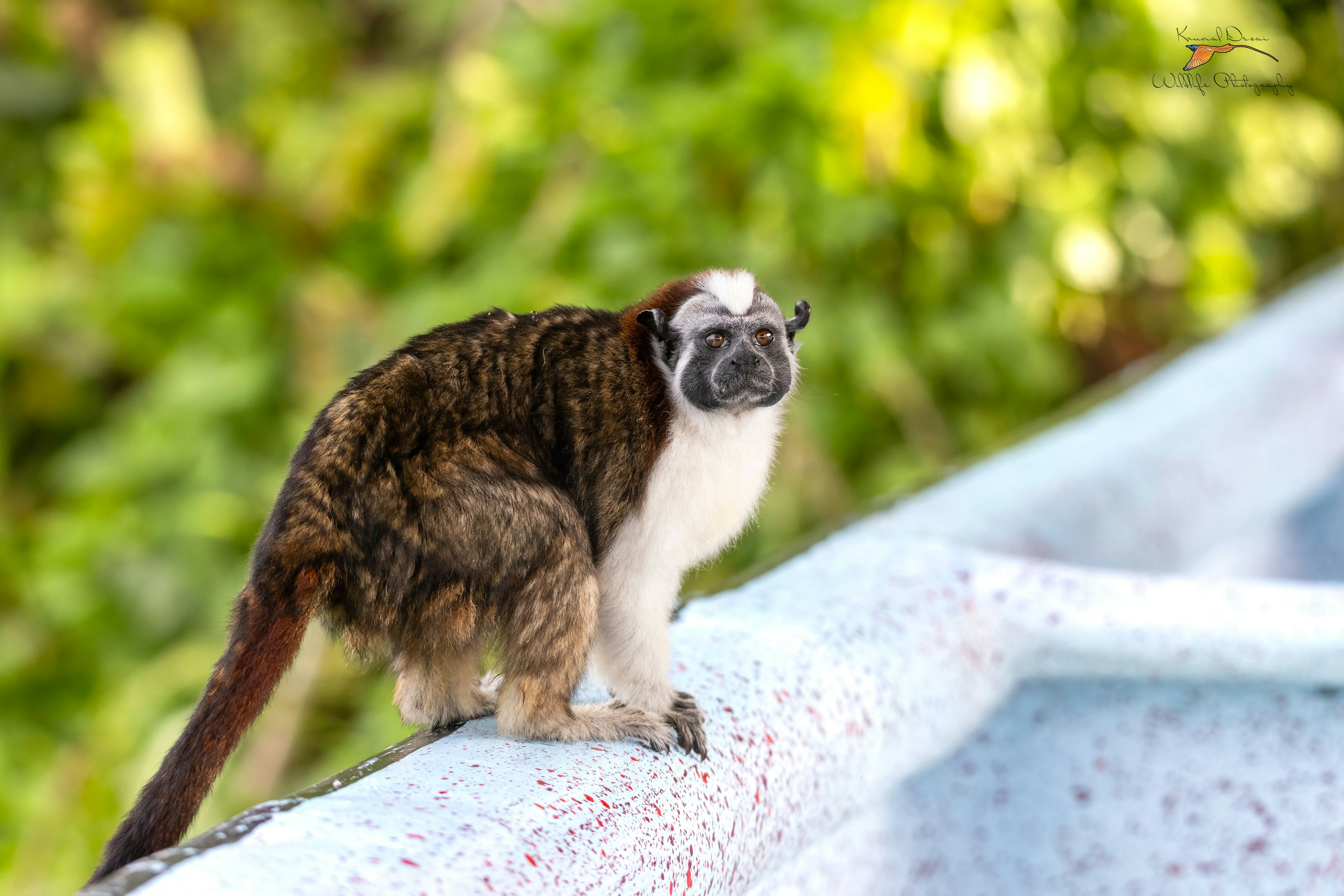 Geoffroy's tamarin