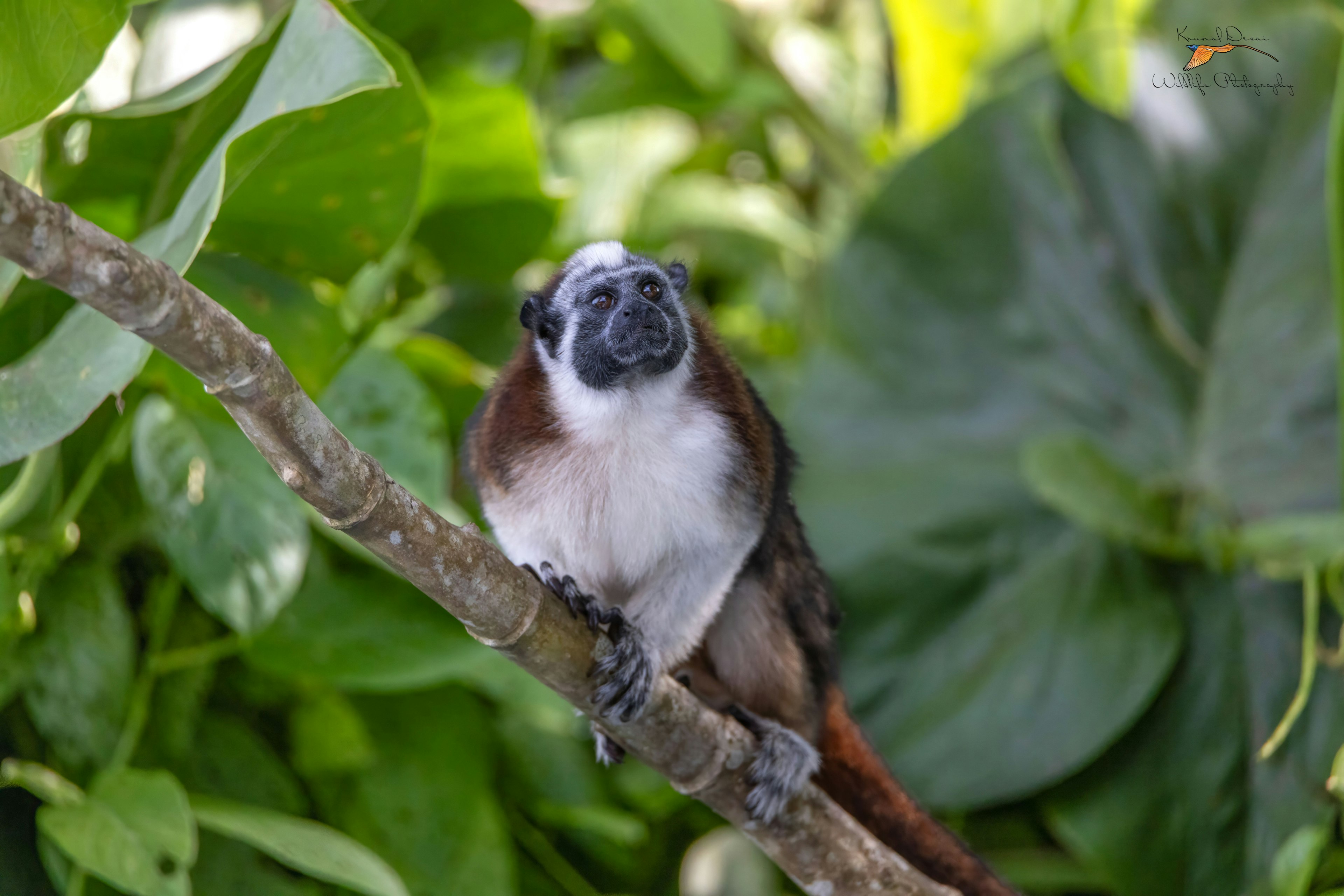 Geoffroy's tamarin