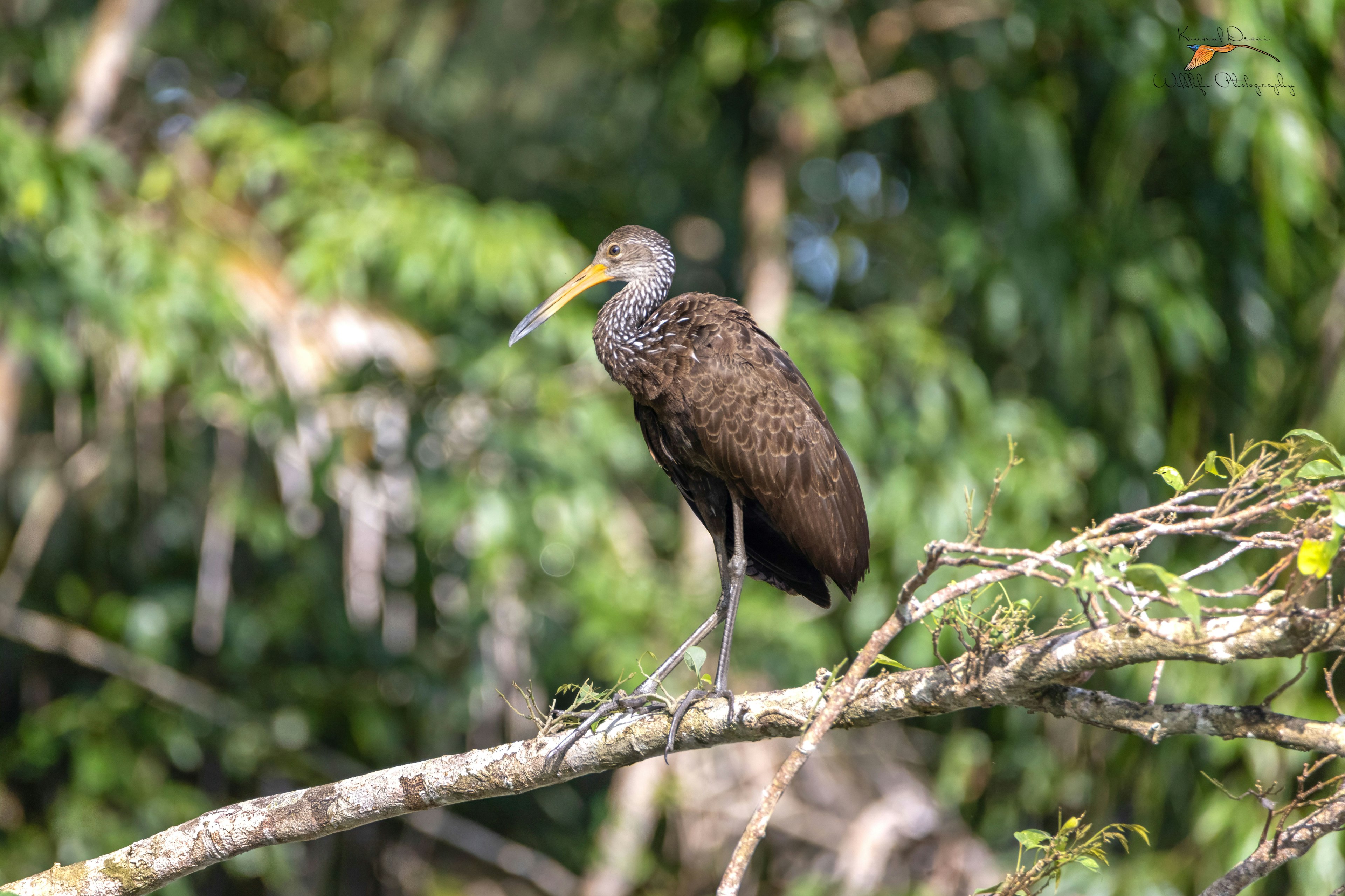 Limpkin