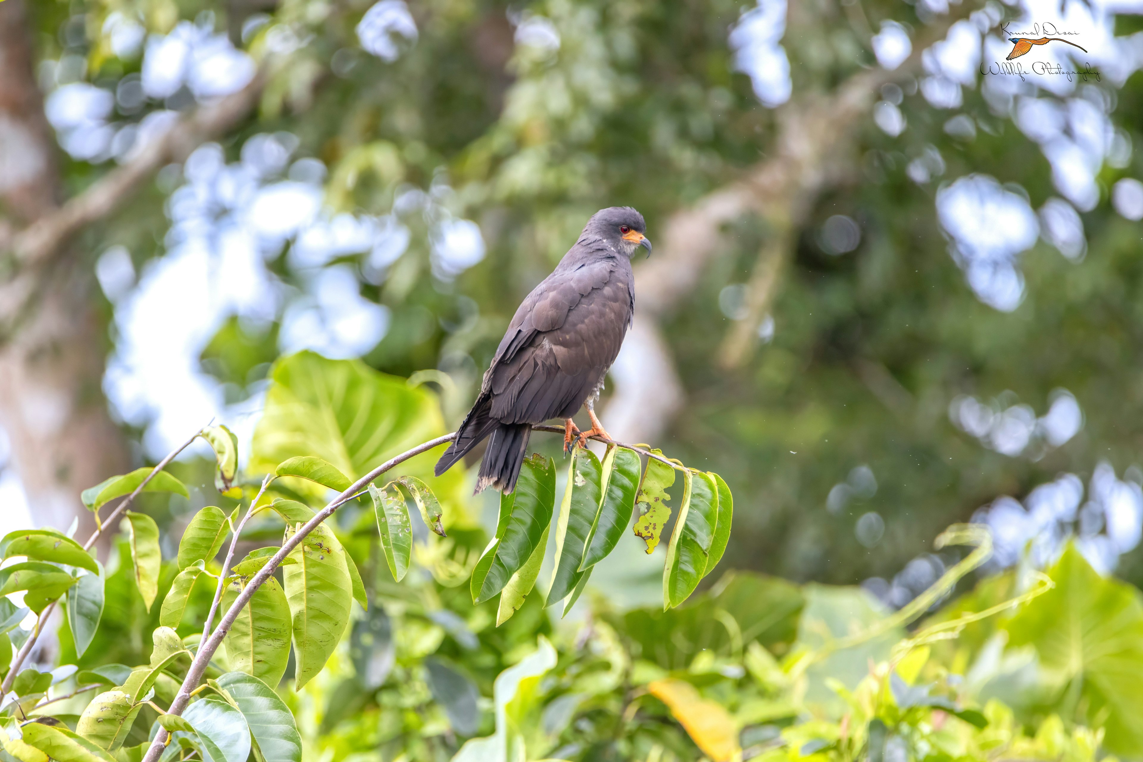 Snail kite