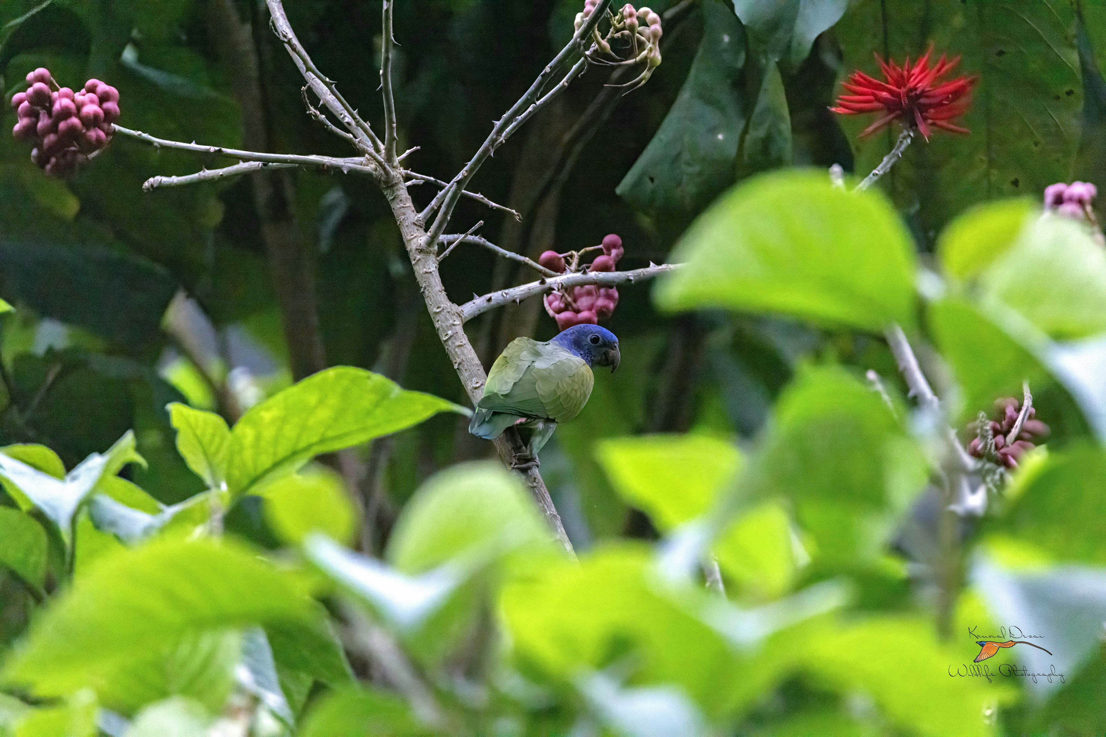 Blue-headed parrot