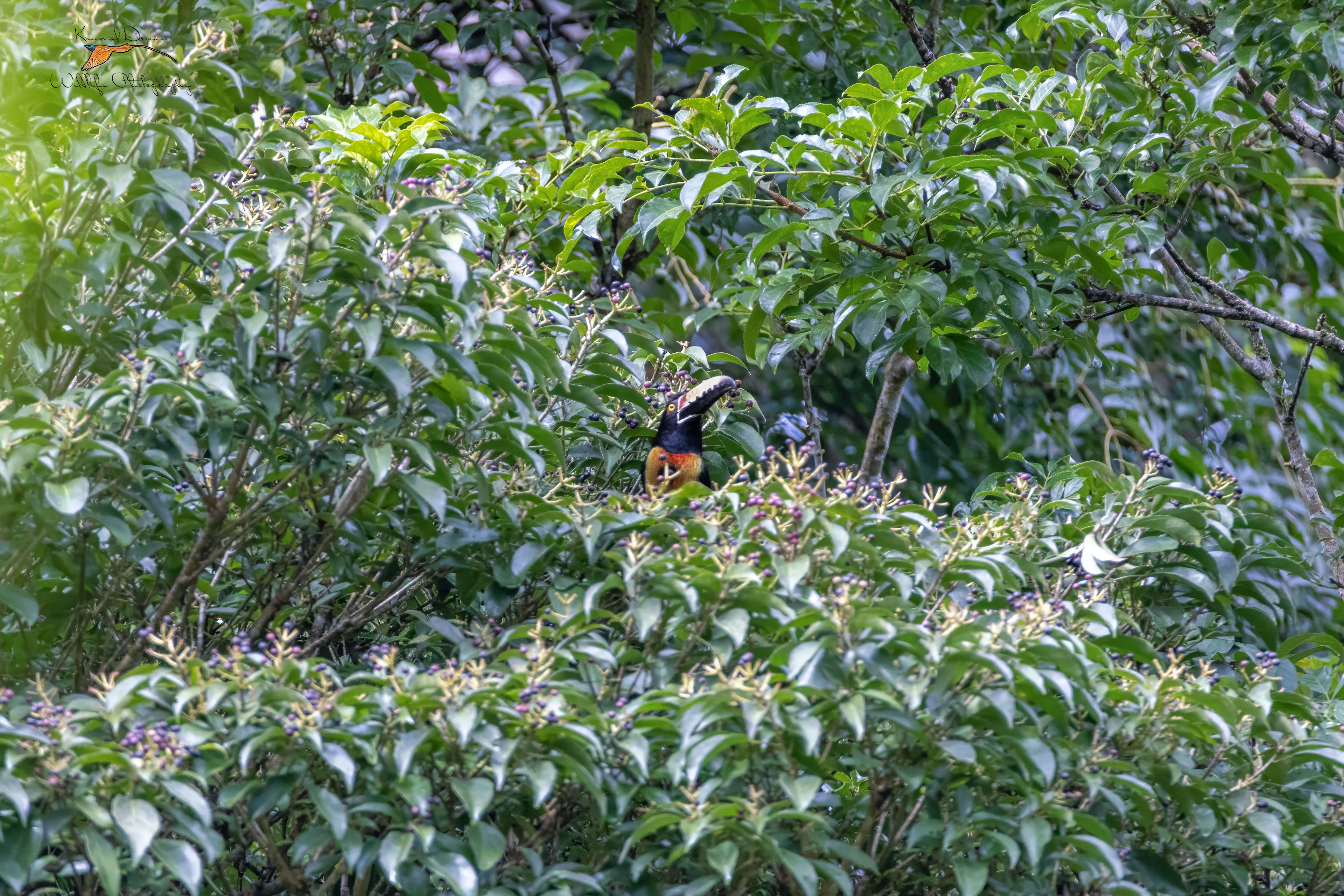 Collared aracari