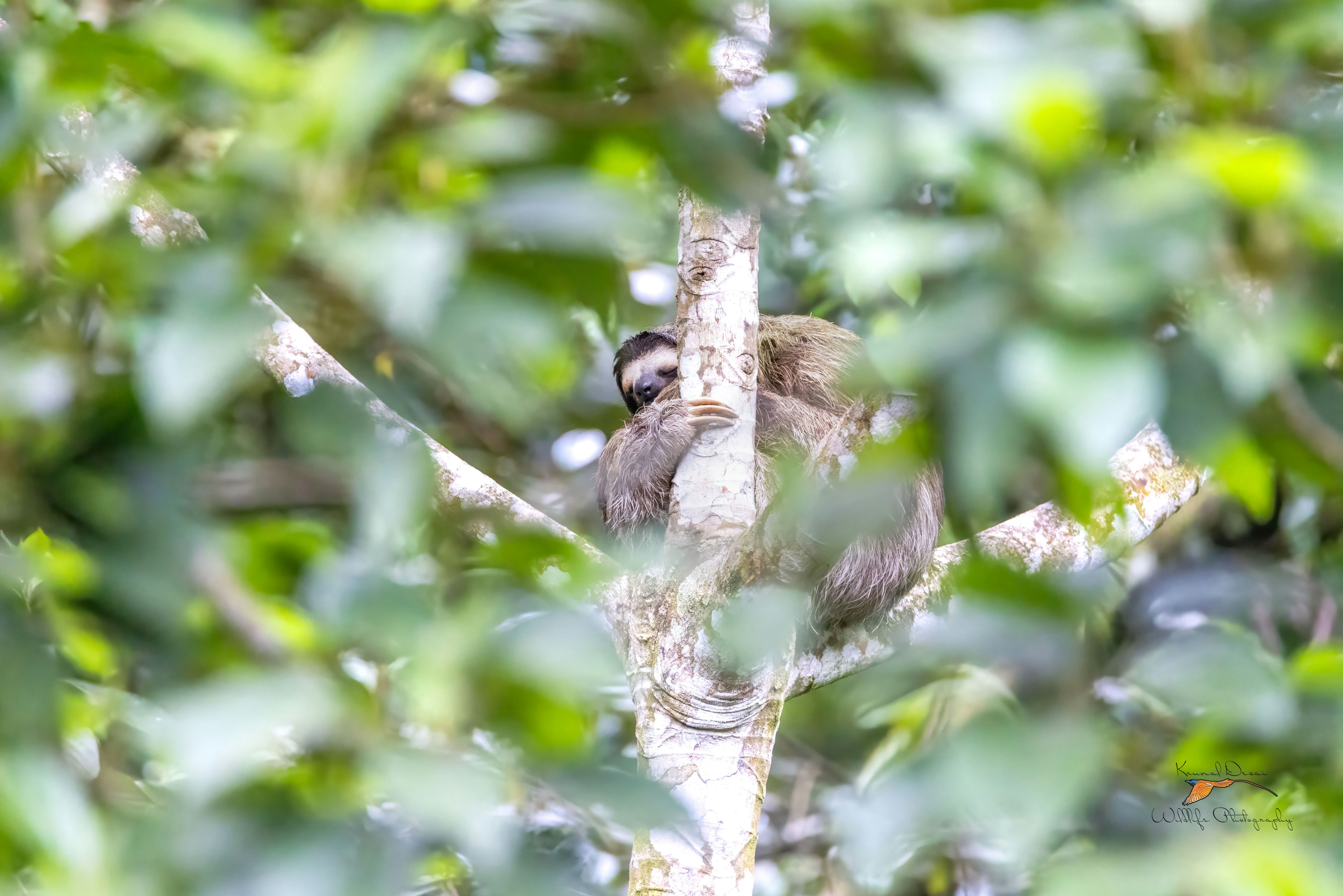 Brown-throated sloth