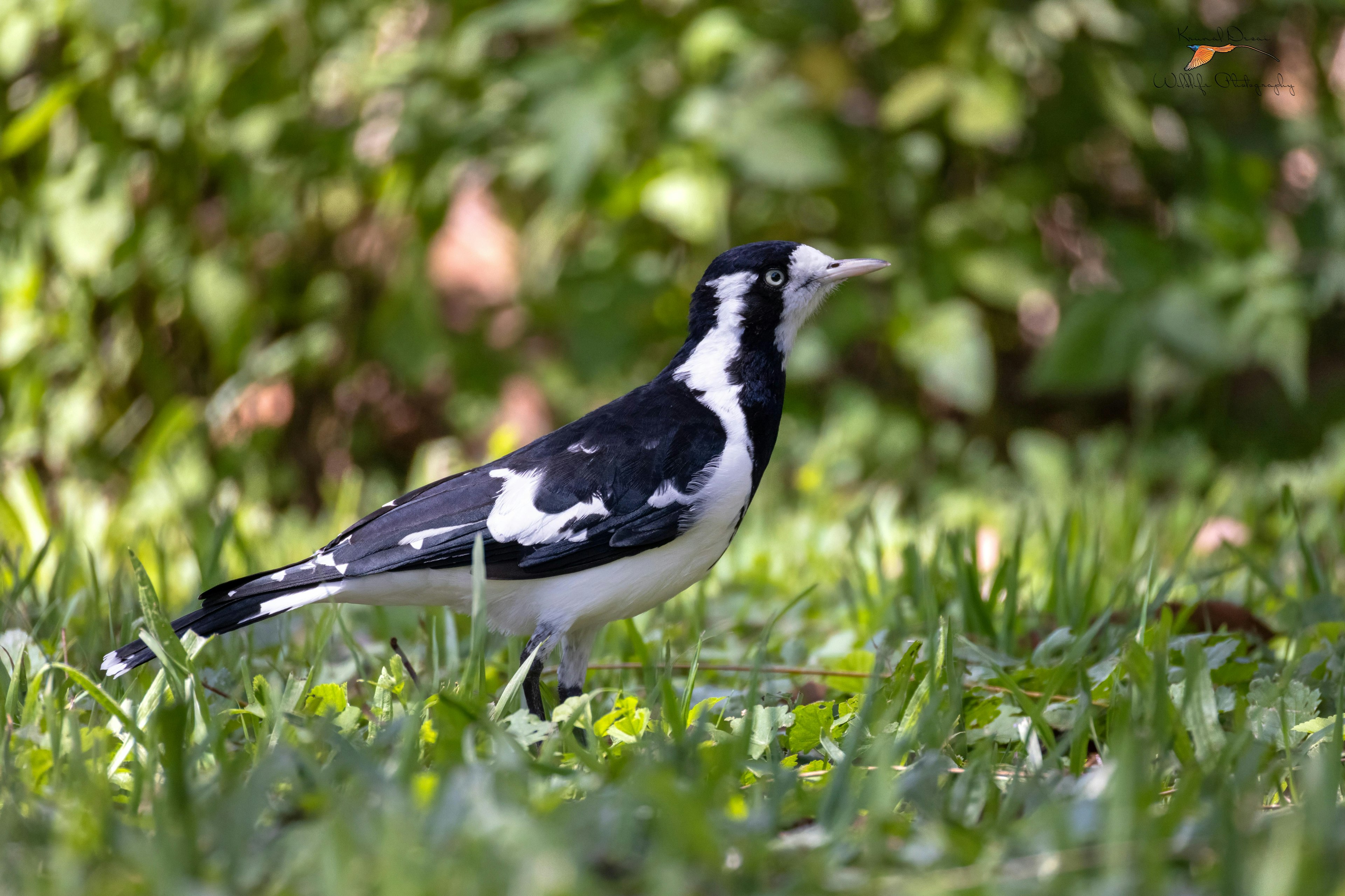 lark