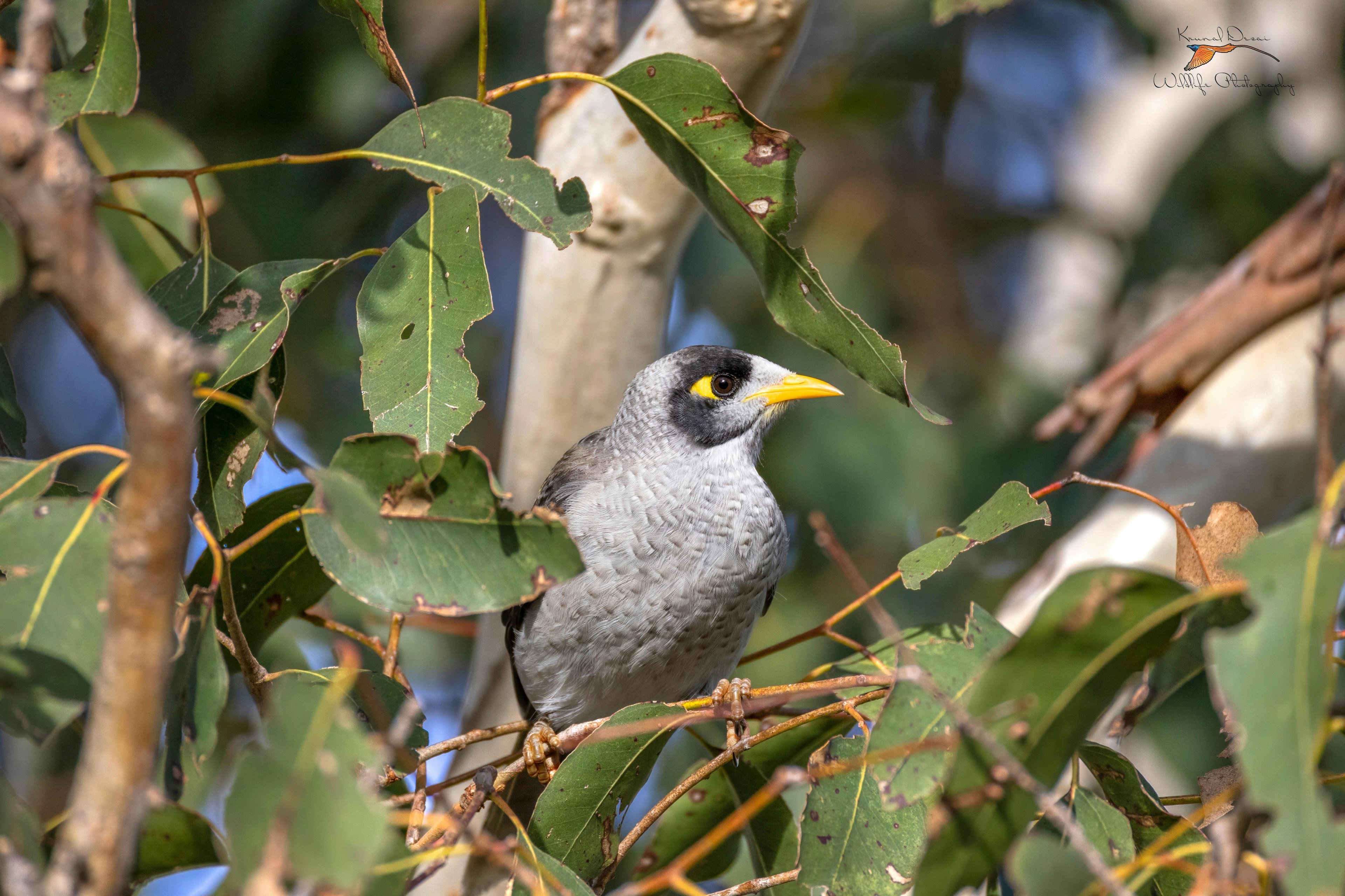 honeyeater