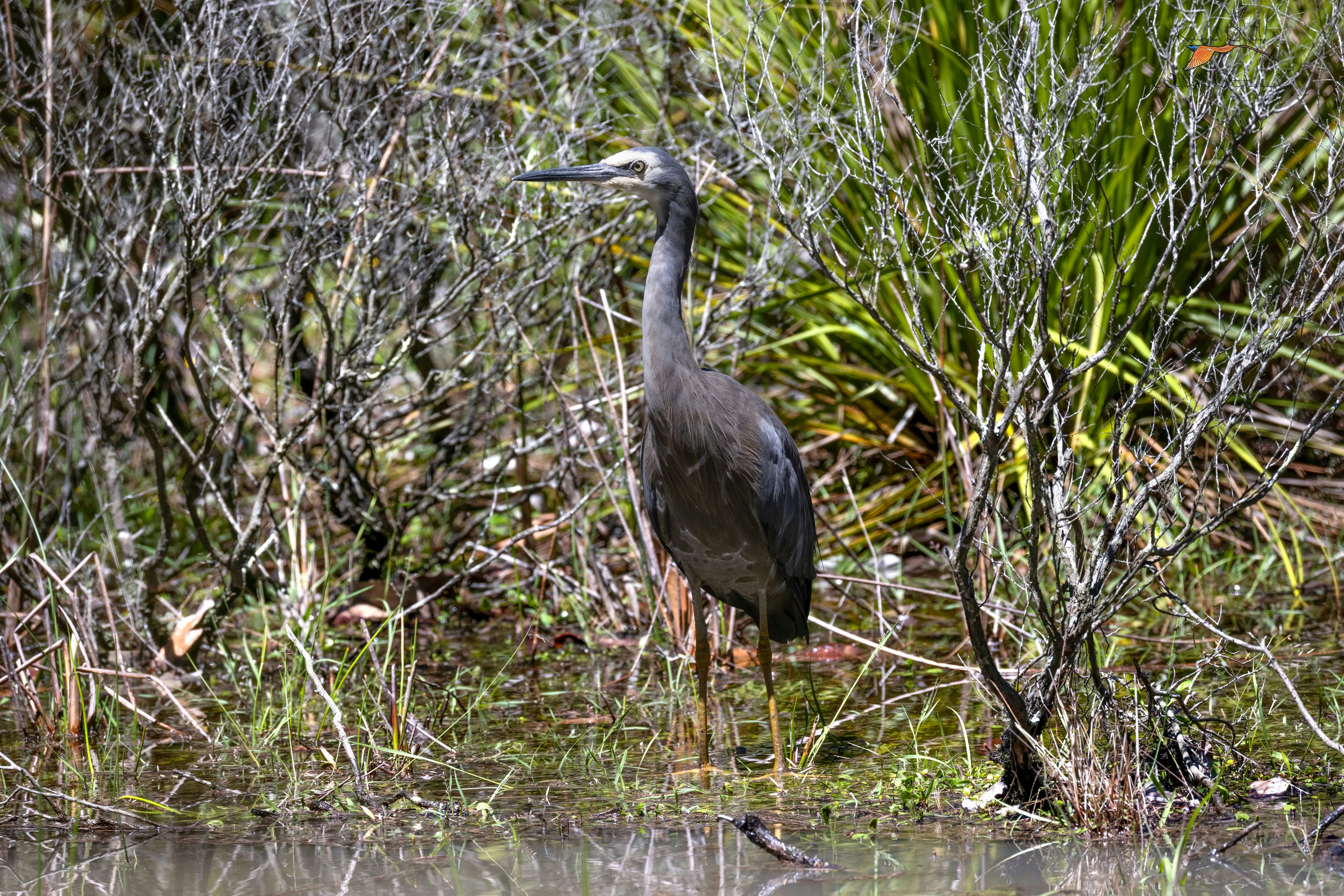 heron