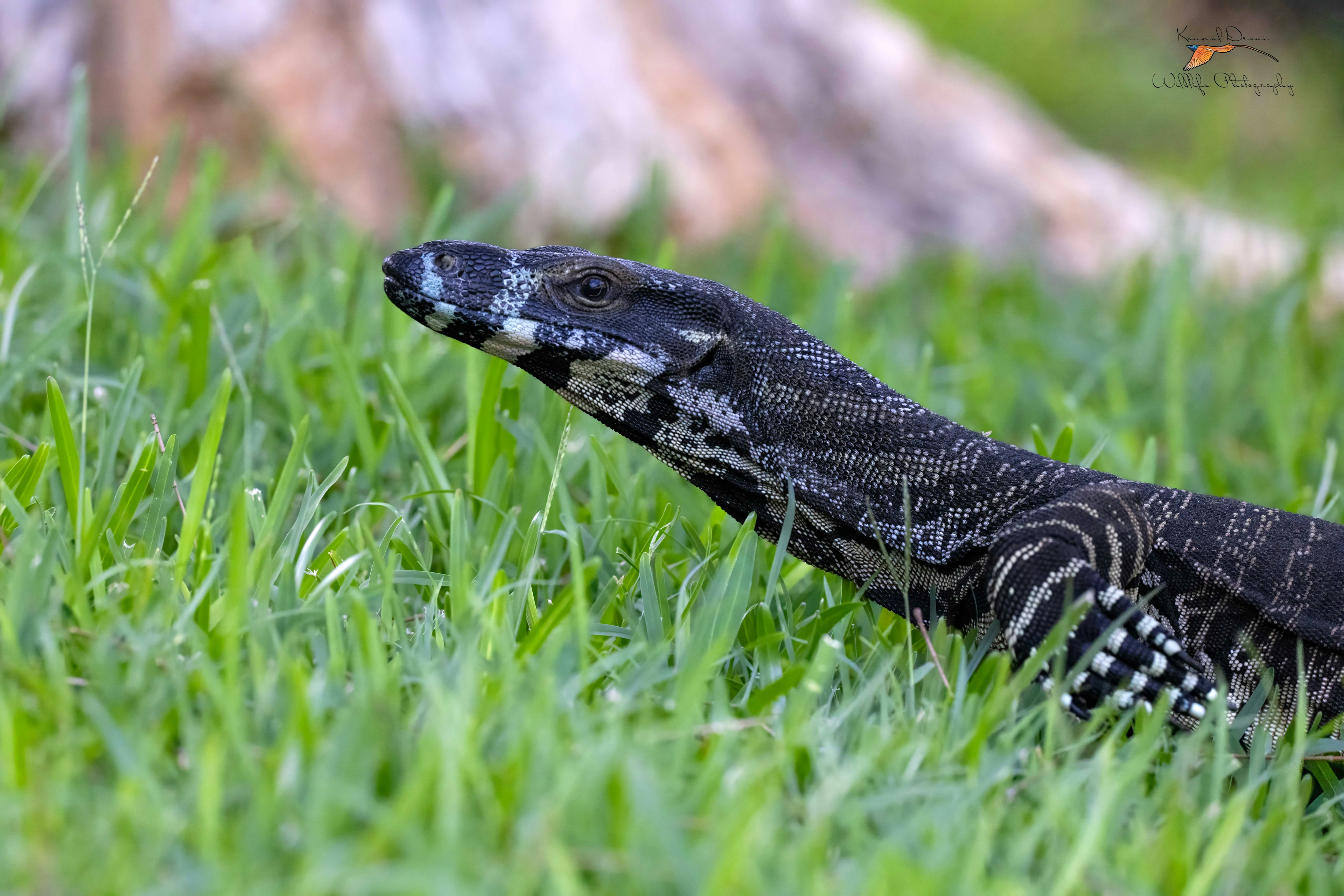 goanna
