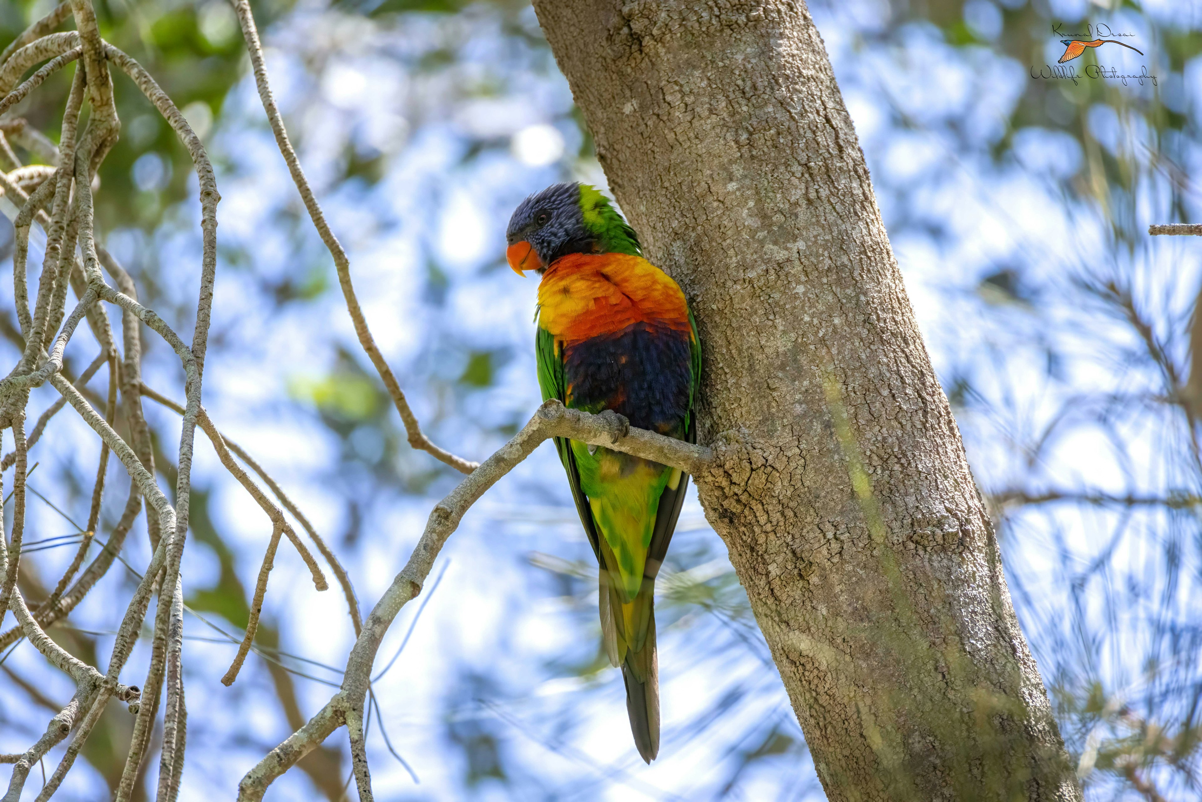 rainbow lorikeet