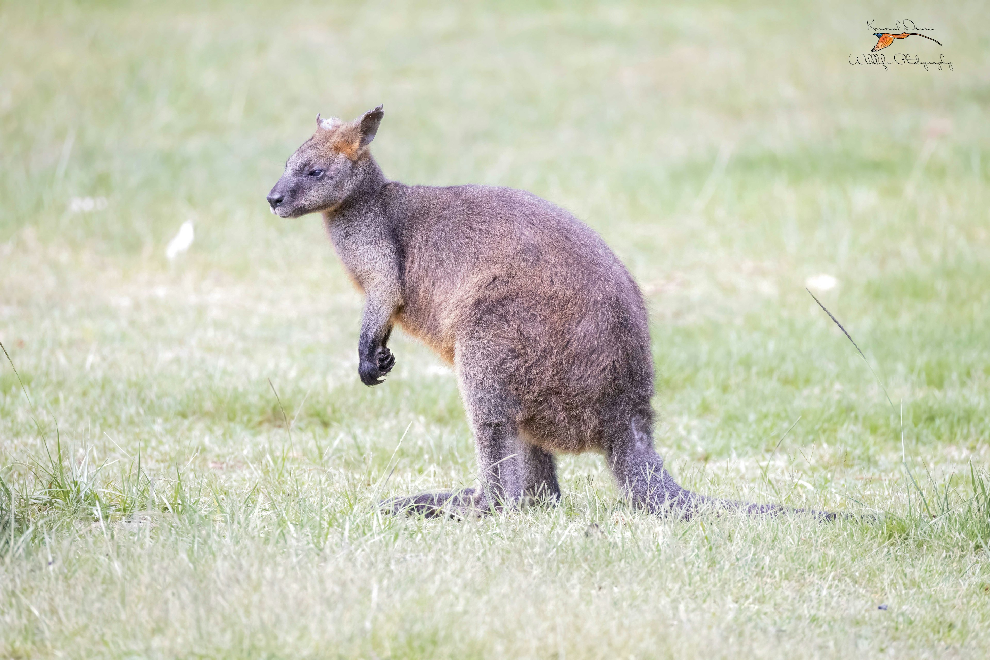 swamp wallaby