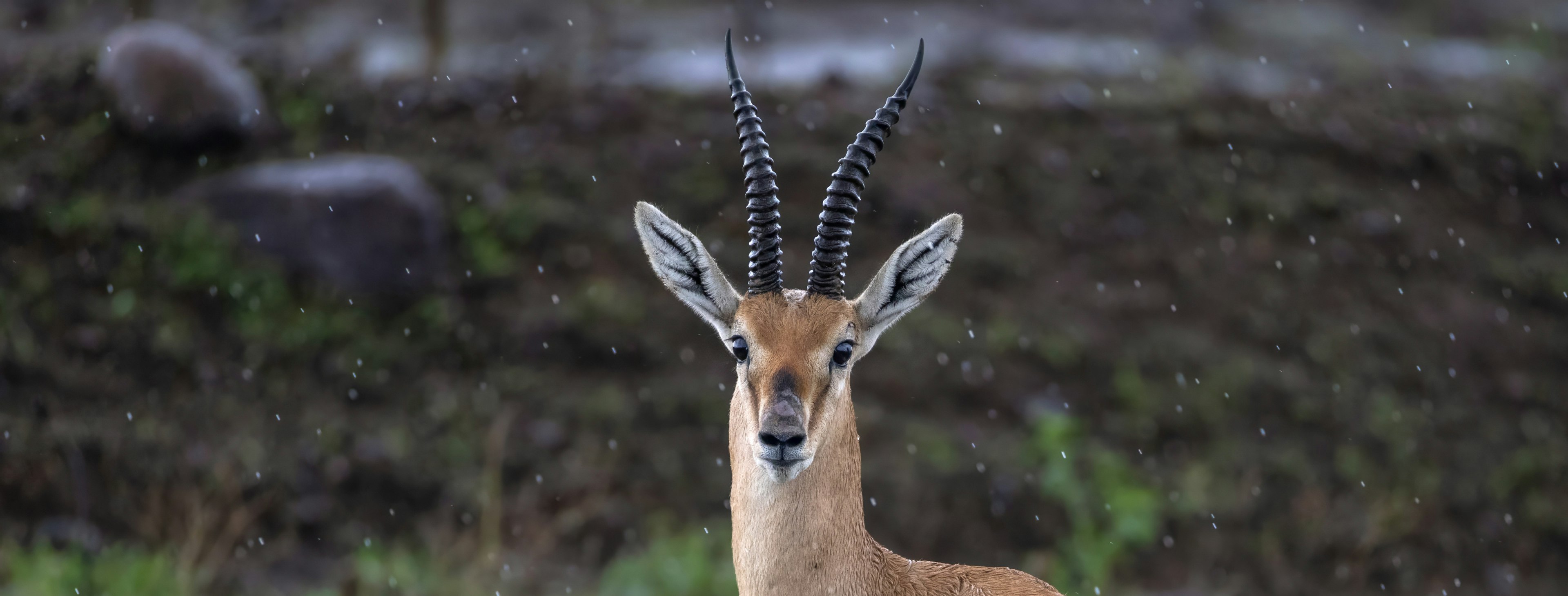 gazelle